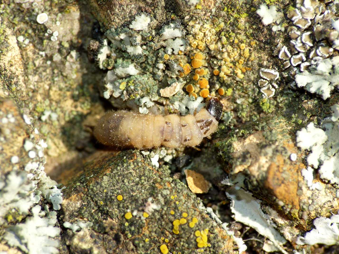 Larva di Malachiidae