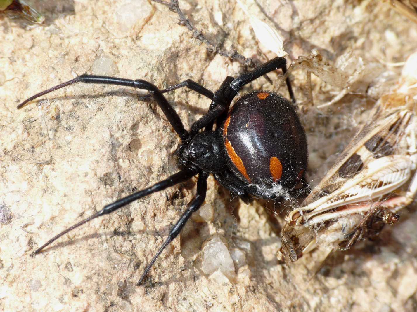 Latrodectus tredecimguttatus di Gallura