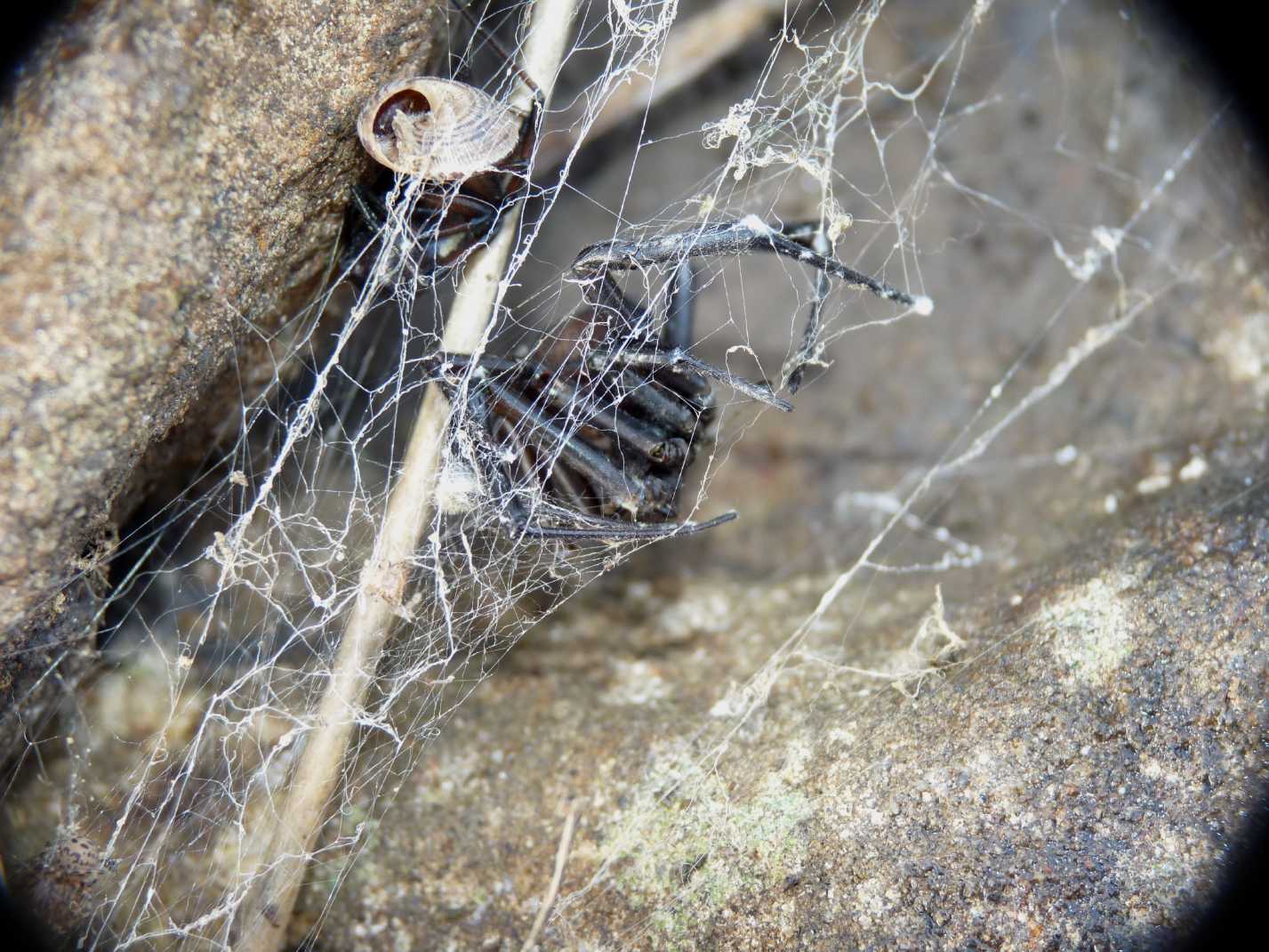 Latrodectus nel Lazio