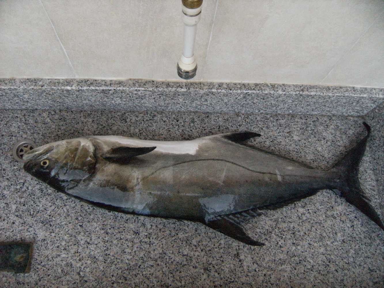 Parassiti dei grossi pesci Pennella sp.