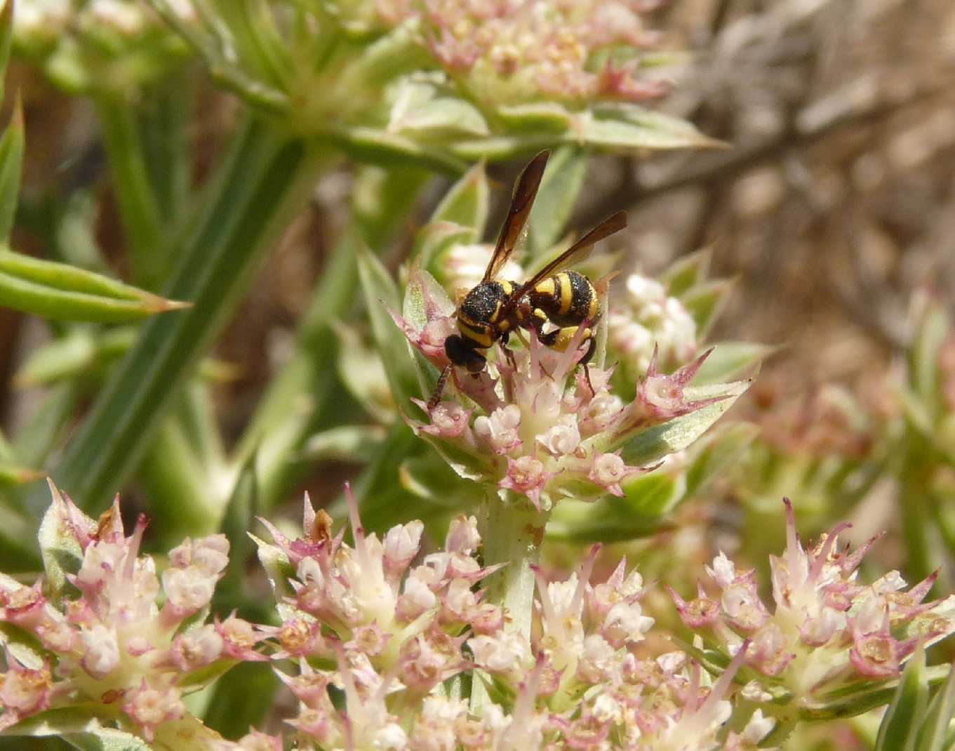 maschio di Leucospis, forse dorsigera