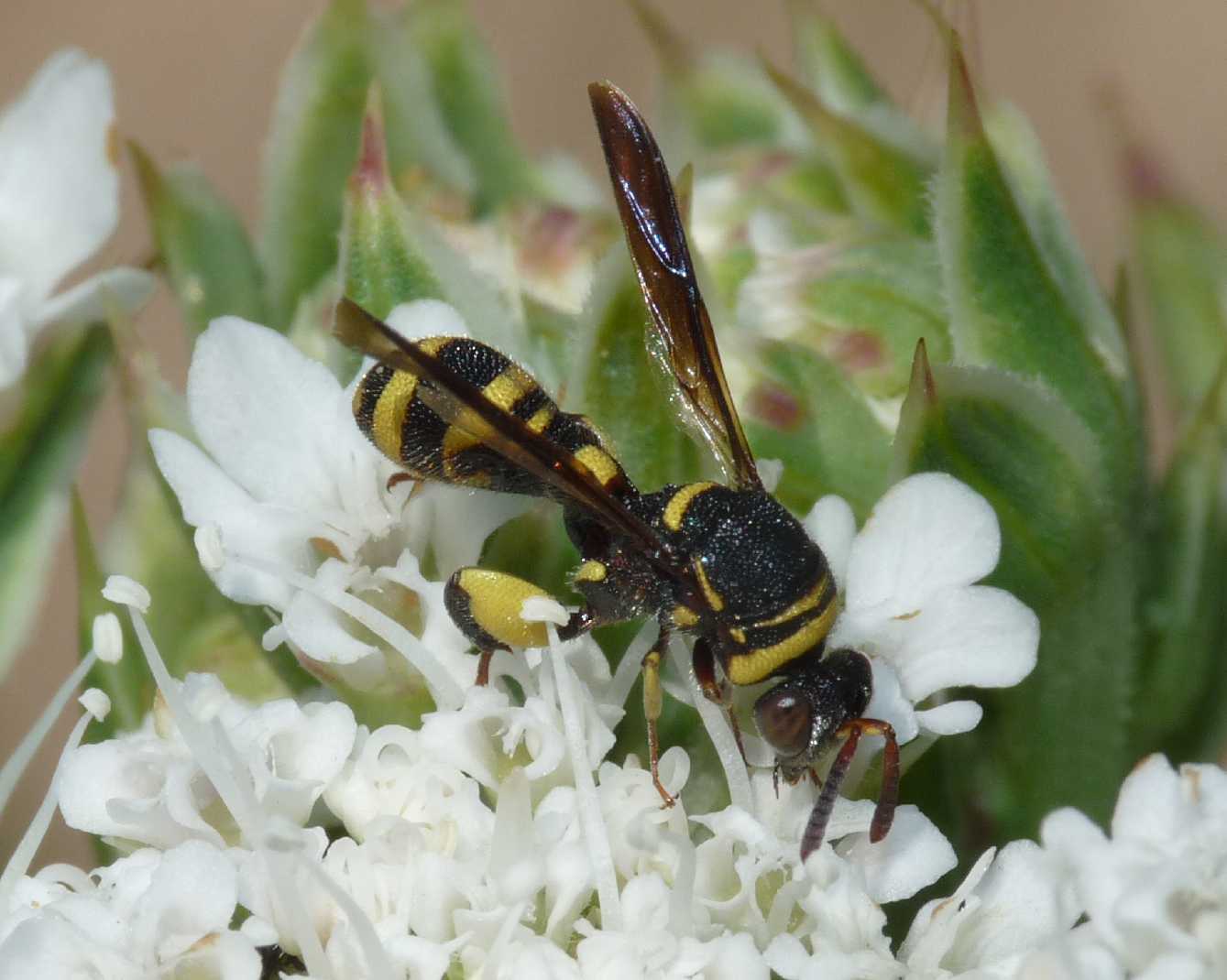 Piccolo Leucospis