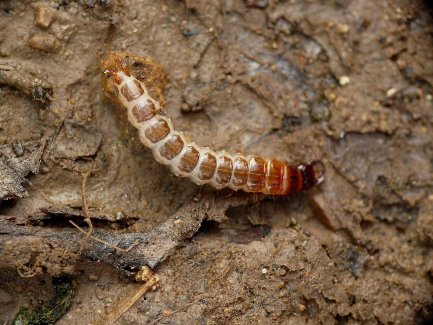 Larva di Carabidae: cfr. Pterostichus melas