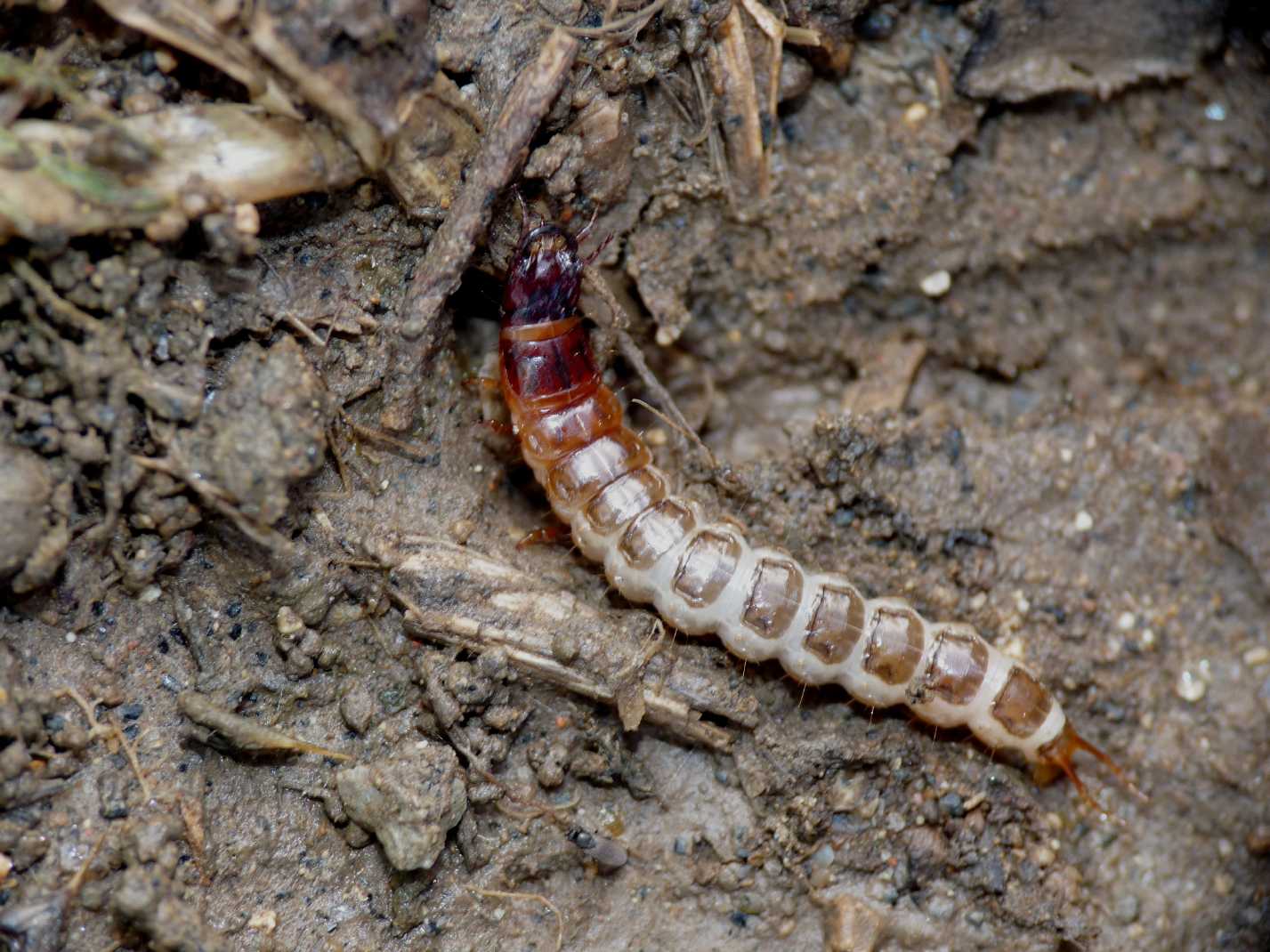 Larva di Carabidae: cfr. Pterostichus melas