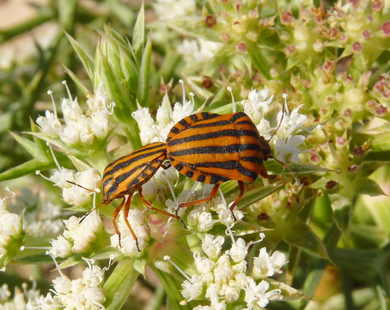 Graphosoma lineatum di Sardegna