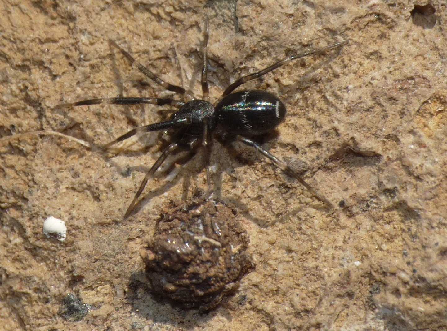 Liophrurillus flavitarsis