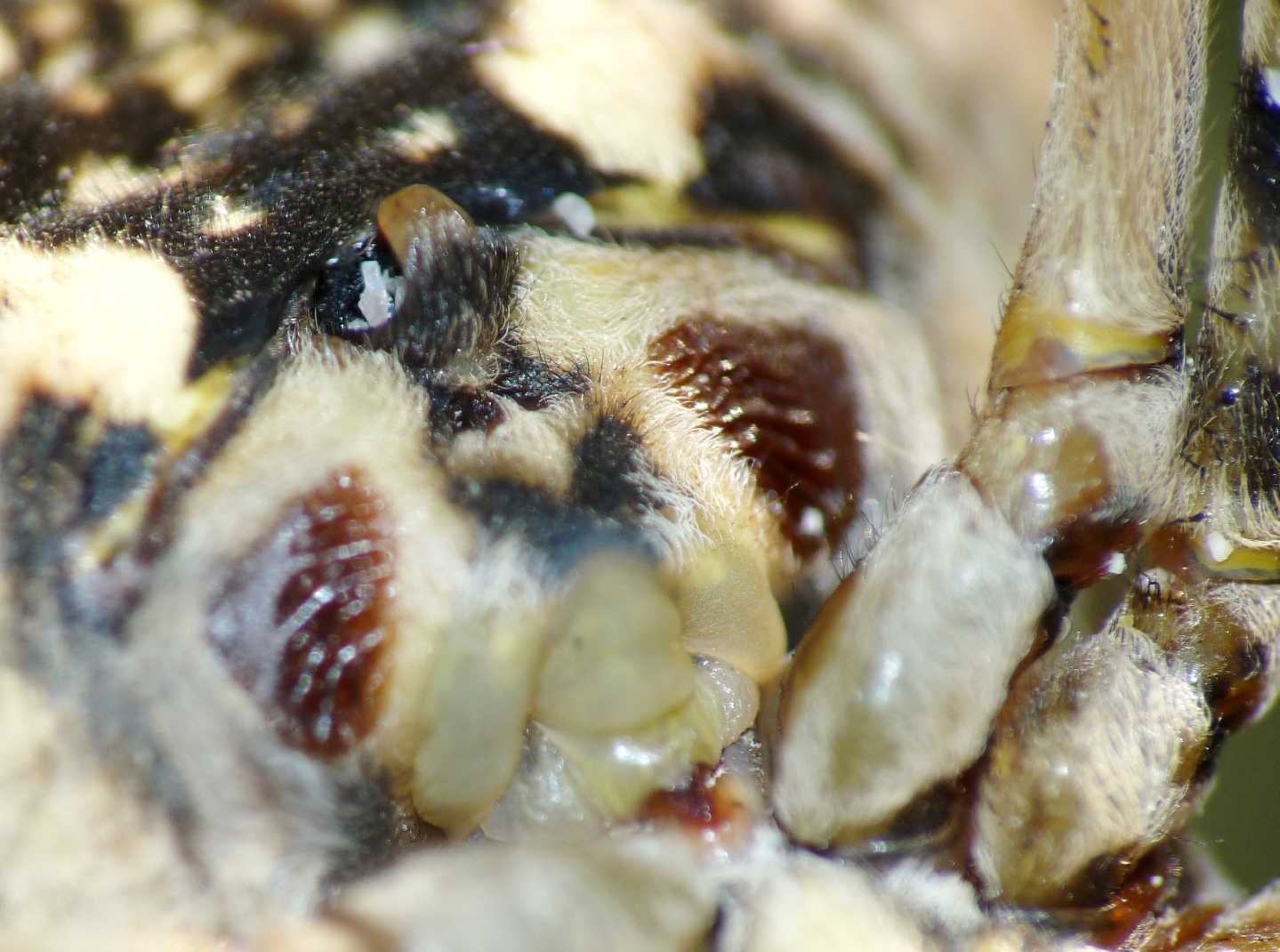 Zoropsis in atteggiamento difensivo