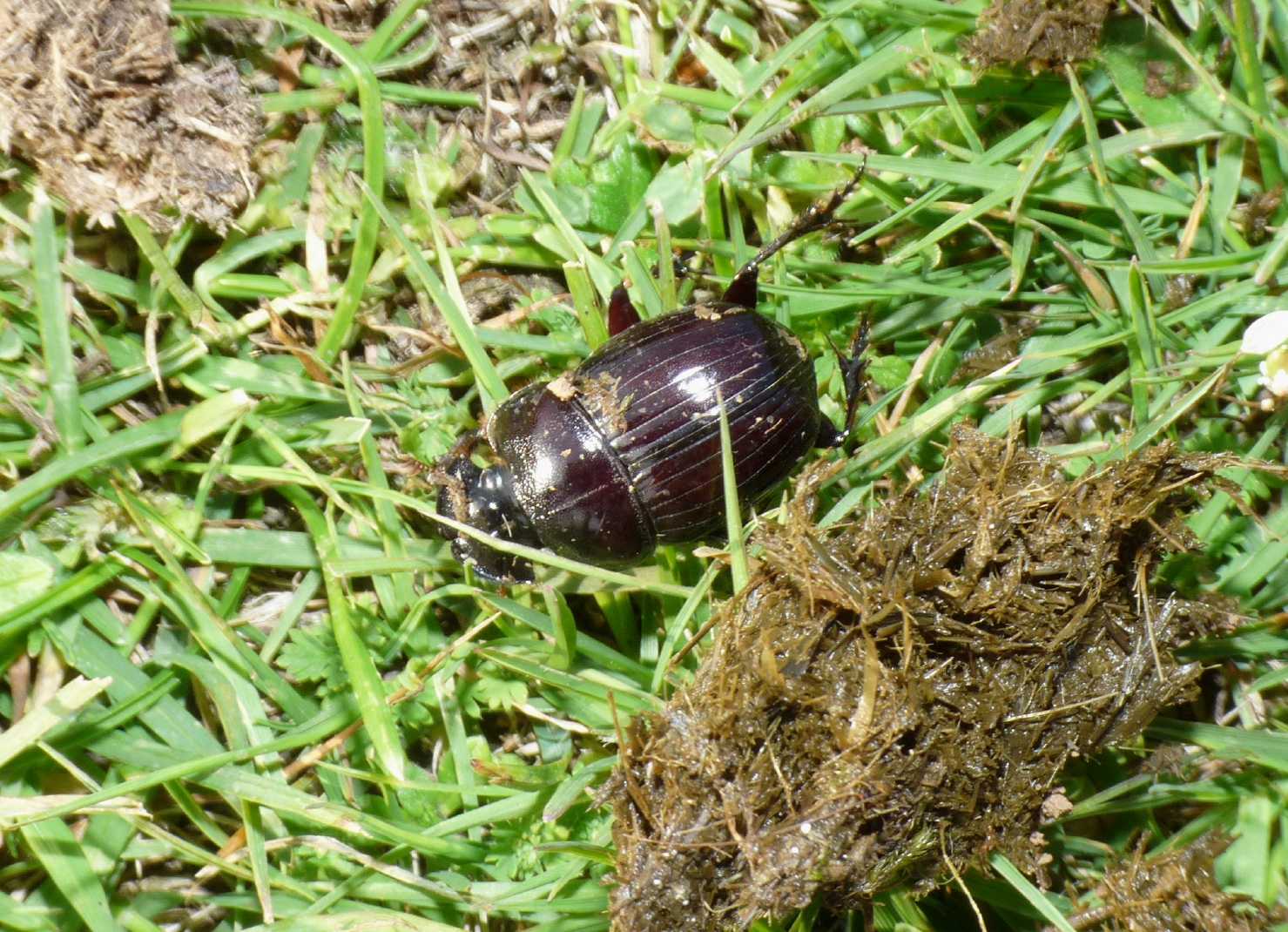 Copris lunaris