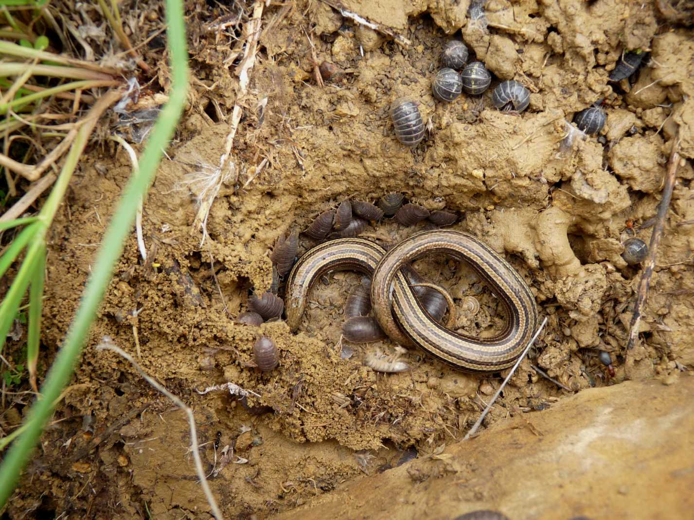 Un Chalcides