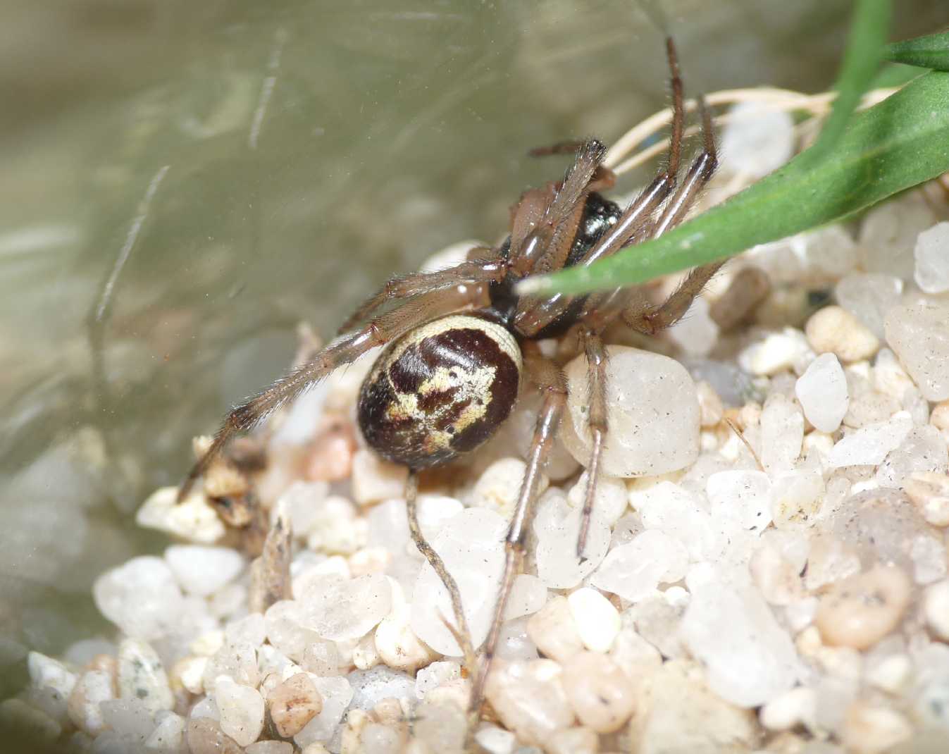 maschio di Steatoda nobilis in Sardegna