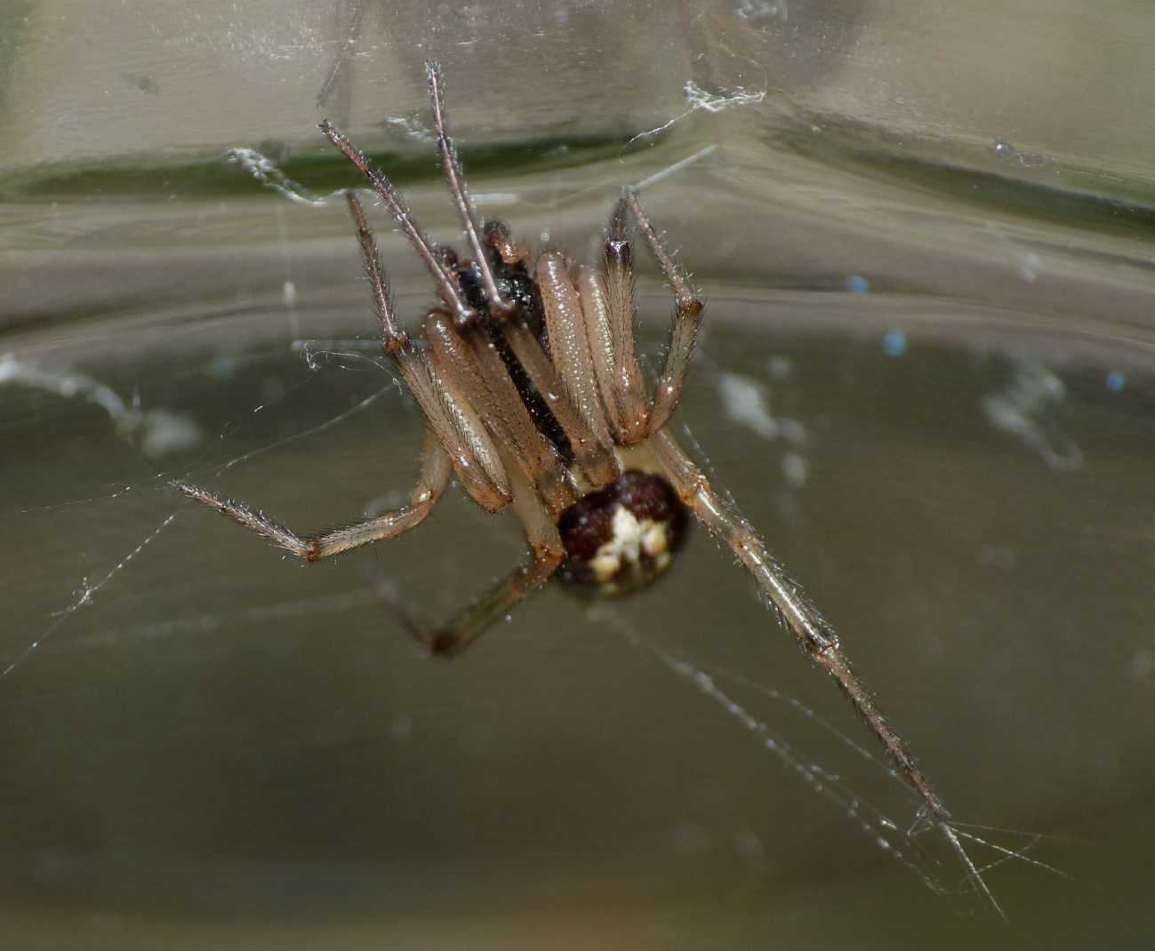 maschio di Steatoda nobilis in Sardegna