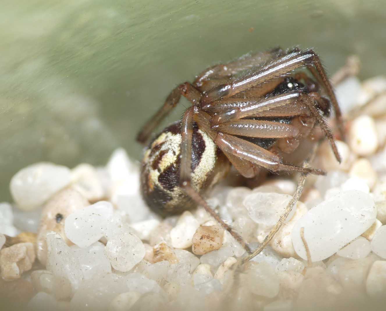 maschio di Steatoda nobilis in Sardegna