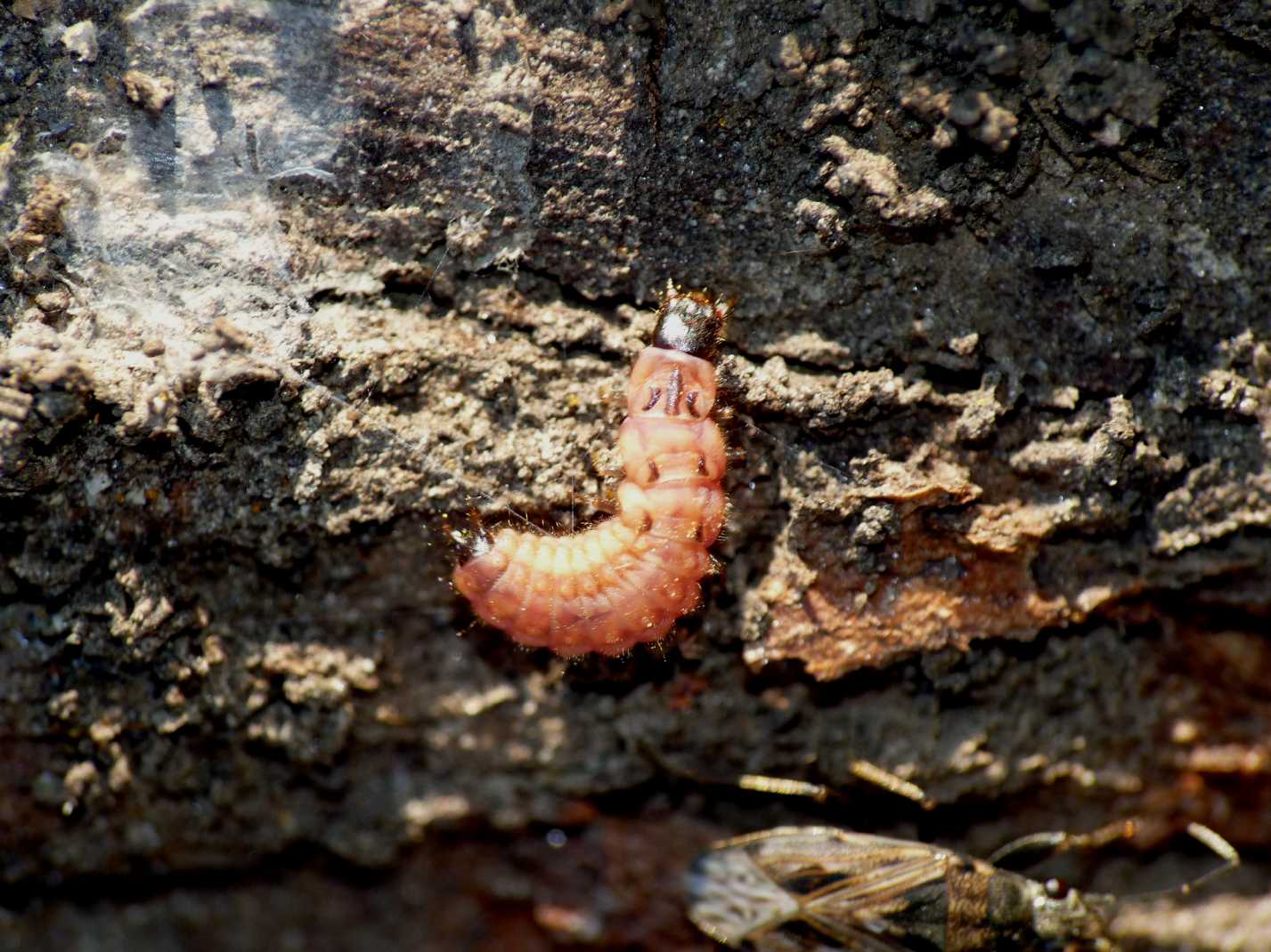 Altra larva di Malachiidae