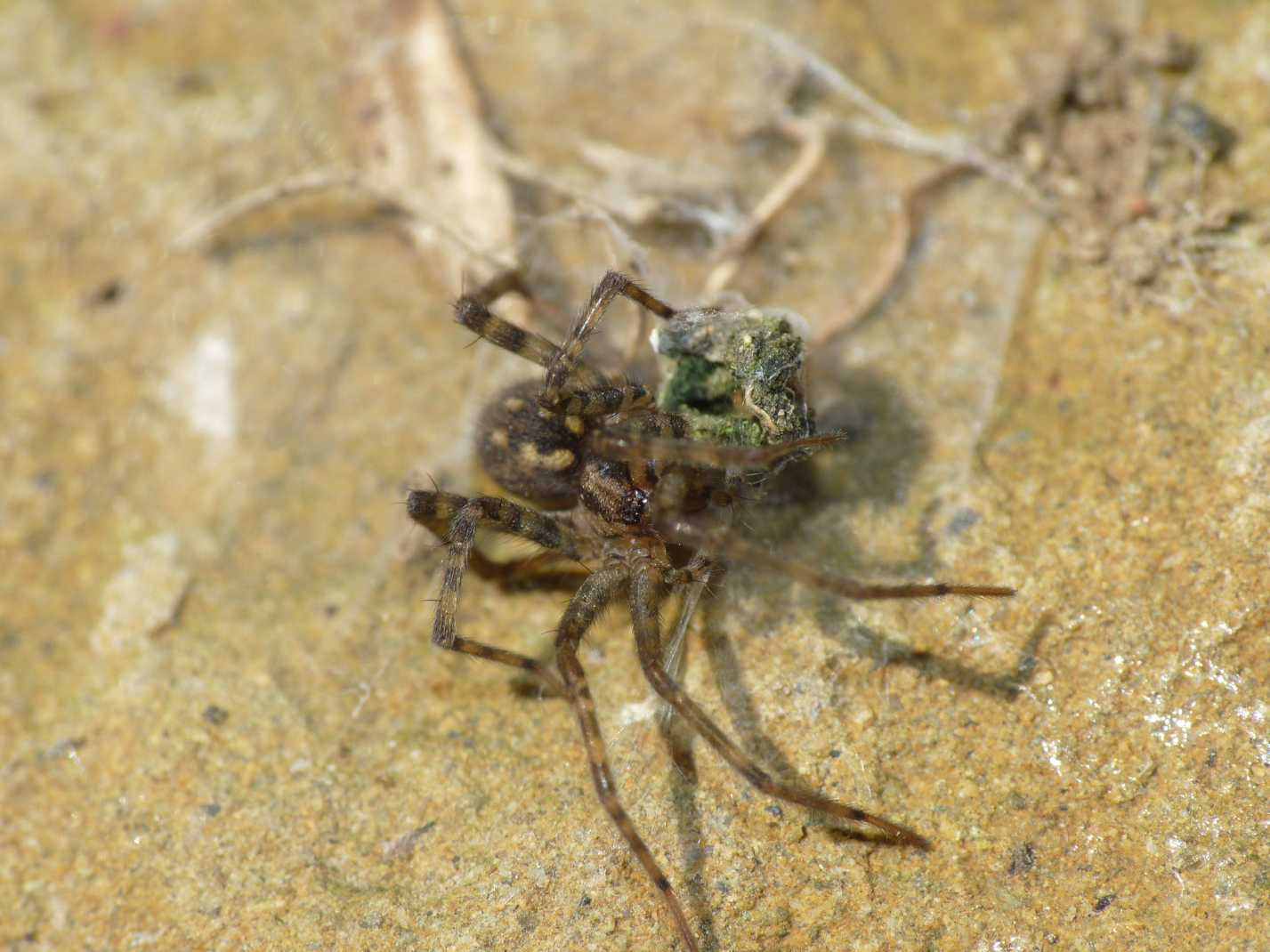 Malthonica