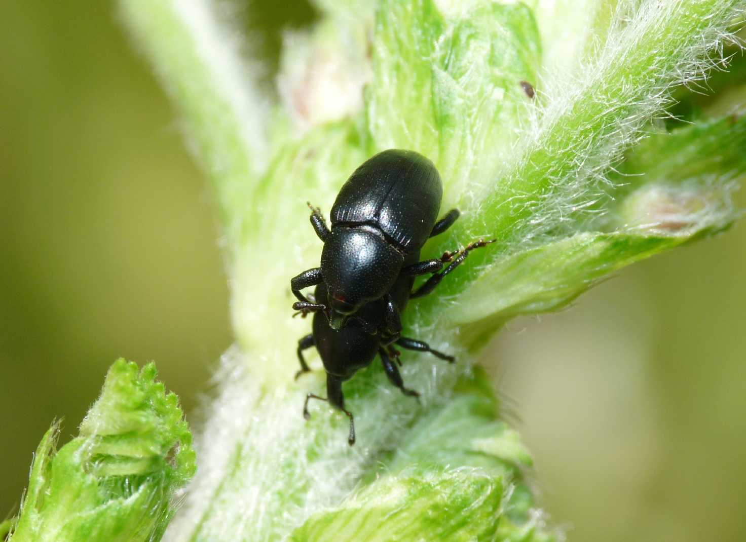 Baris sp.? (Curculionidae)