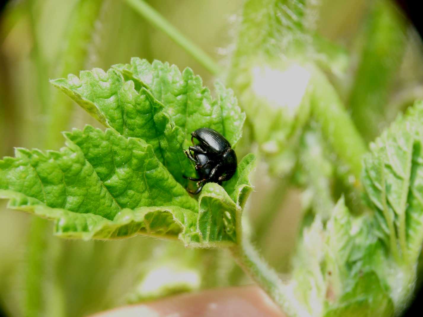 Baris sp.? (Curculionidae)