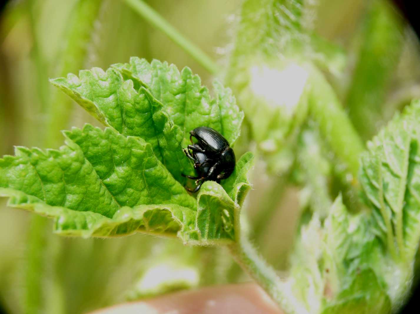 Baris sp.? (Curculionidae)