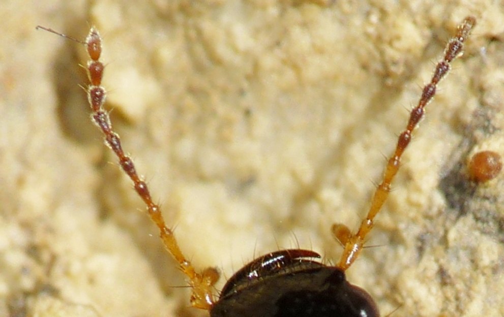 Quiz: mandibole minacciose