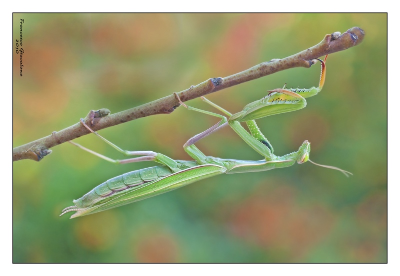 Religiosa al calar del sole!
