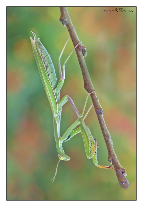 Religiosa al calar del sole!