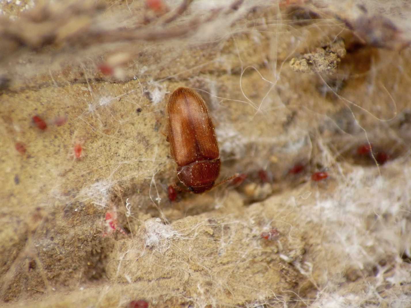 Mini coleotteri 2: Typhaea stercorea (Mycetophagidae)