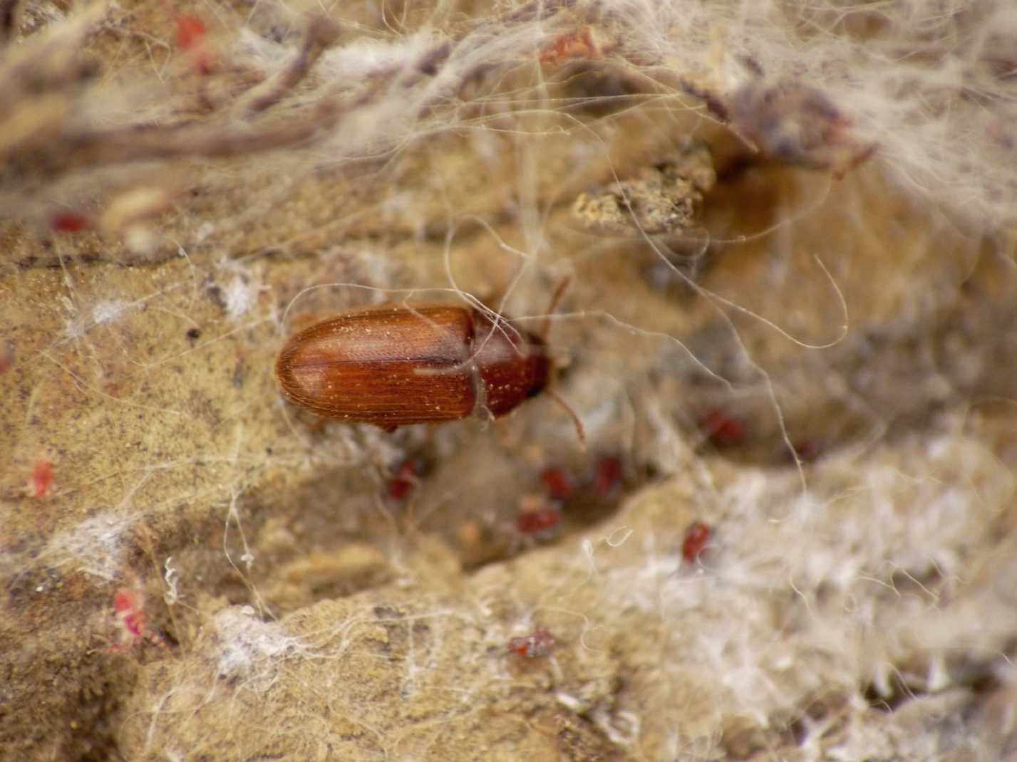 Mini coleotteri 2: Typhaea stercorea (Mycetophagidae)