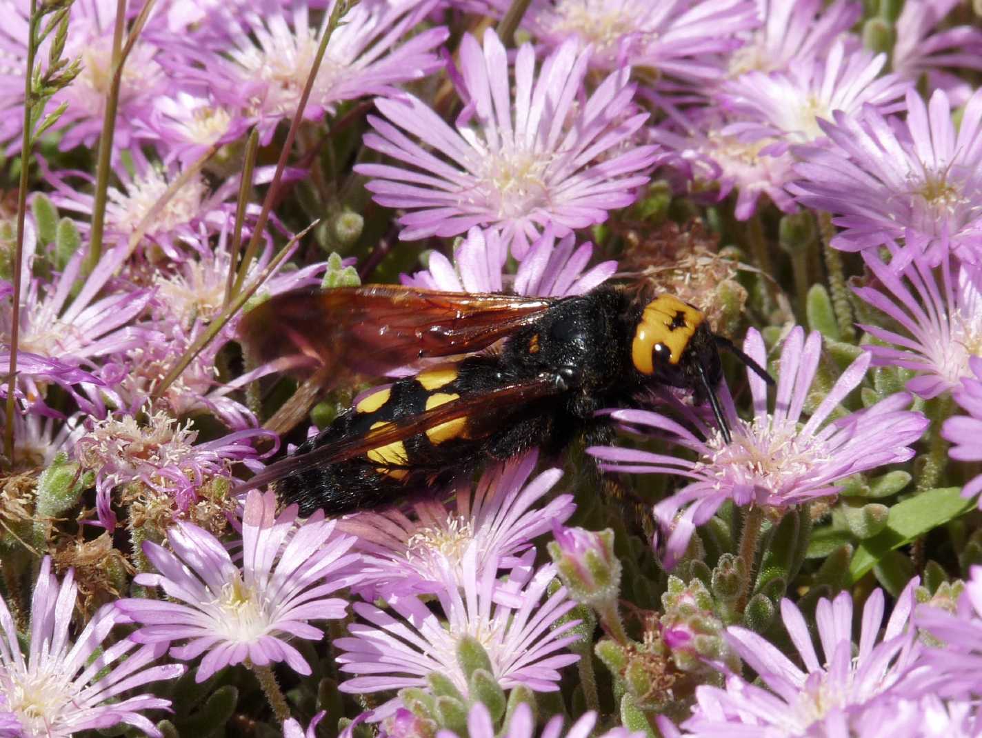 vespe giganti in sardegna (7-8 cm)
