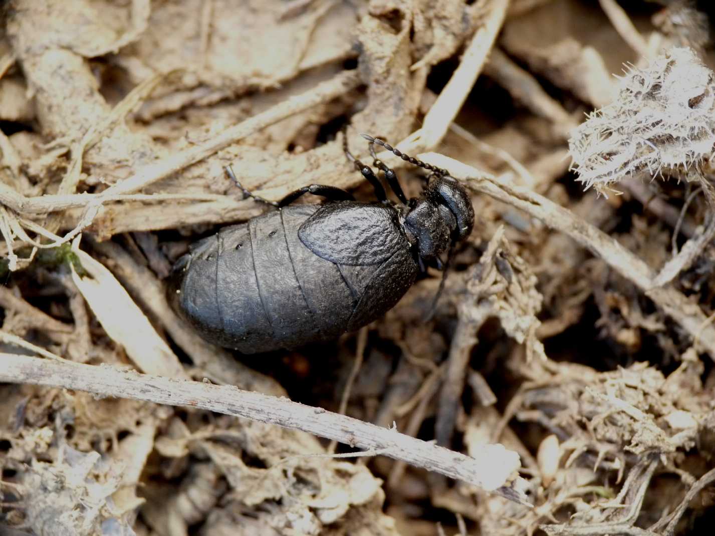 Meloe mediterraneus.