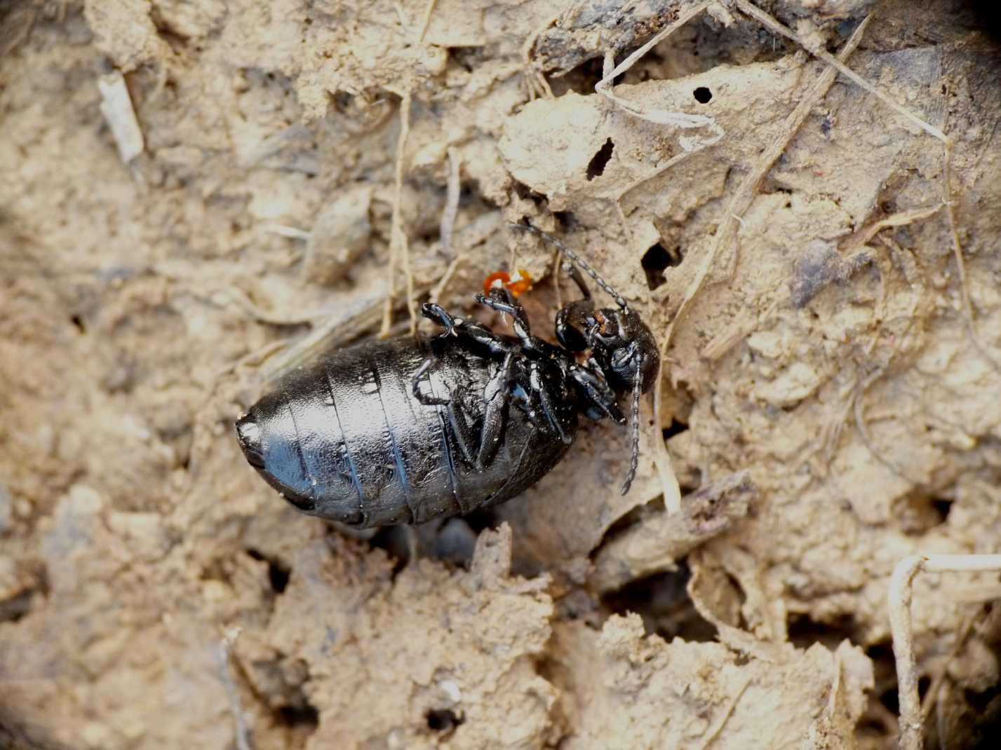 Meloe mediterraneus.