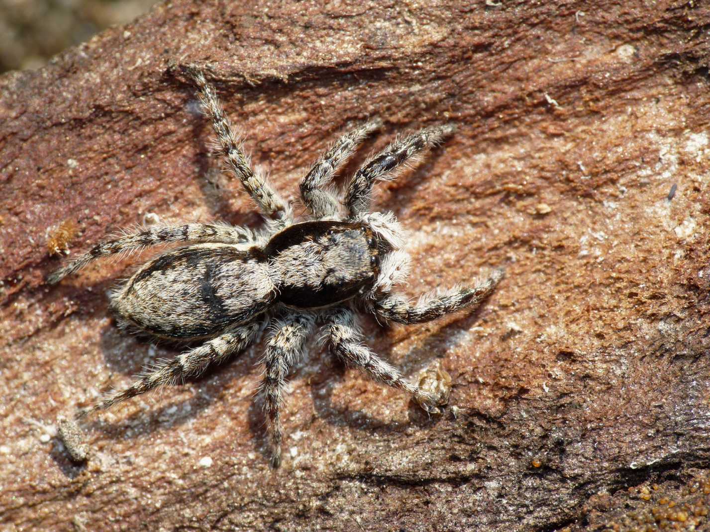 Menemerus bivittatus?