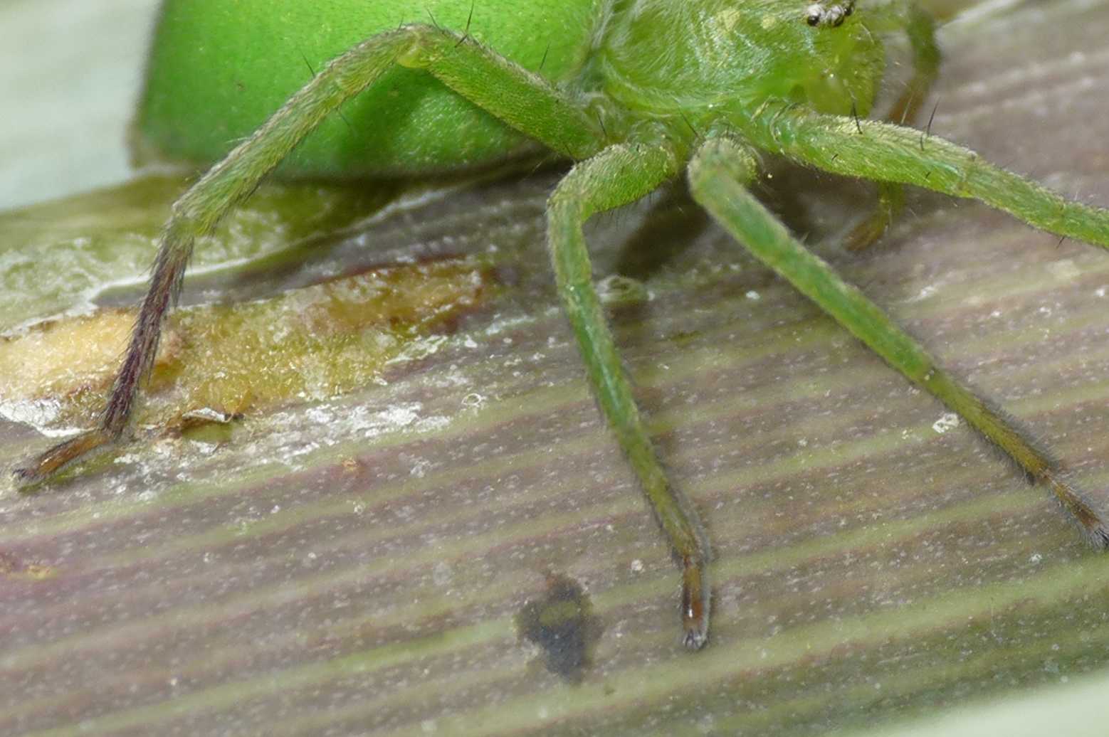 Micrommata sp.