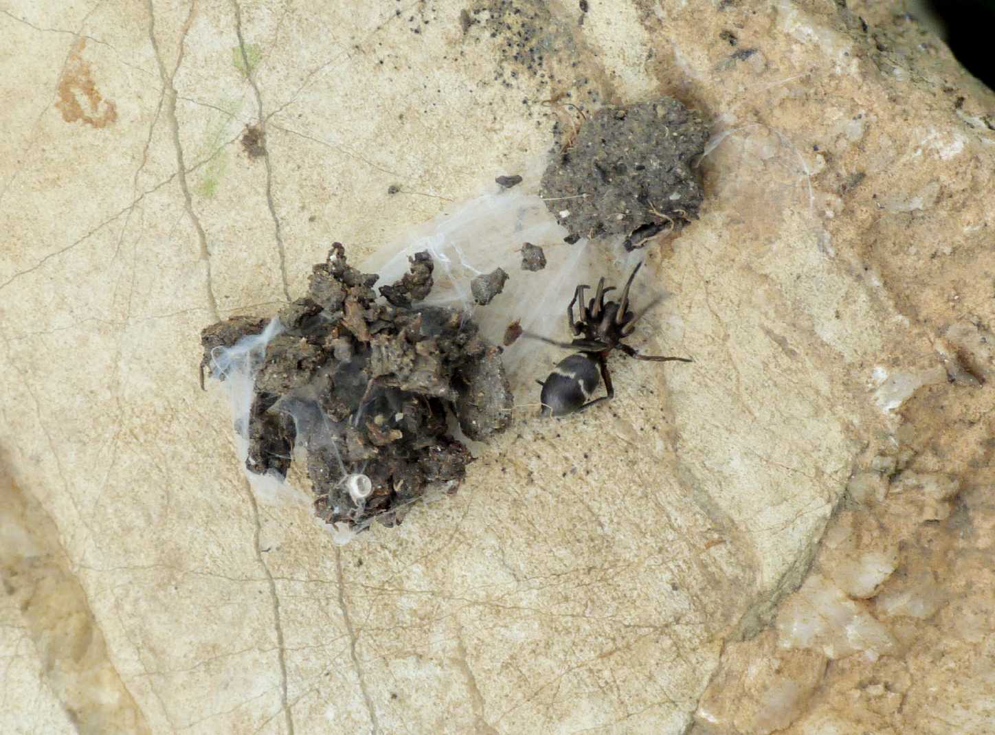 Micaria sp.