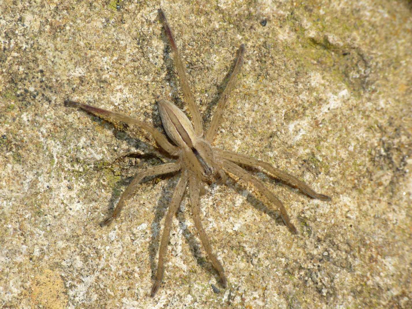 Micrommata