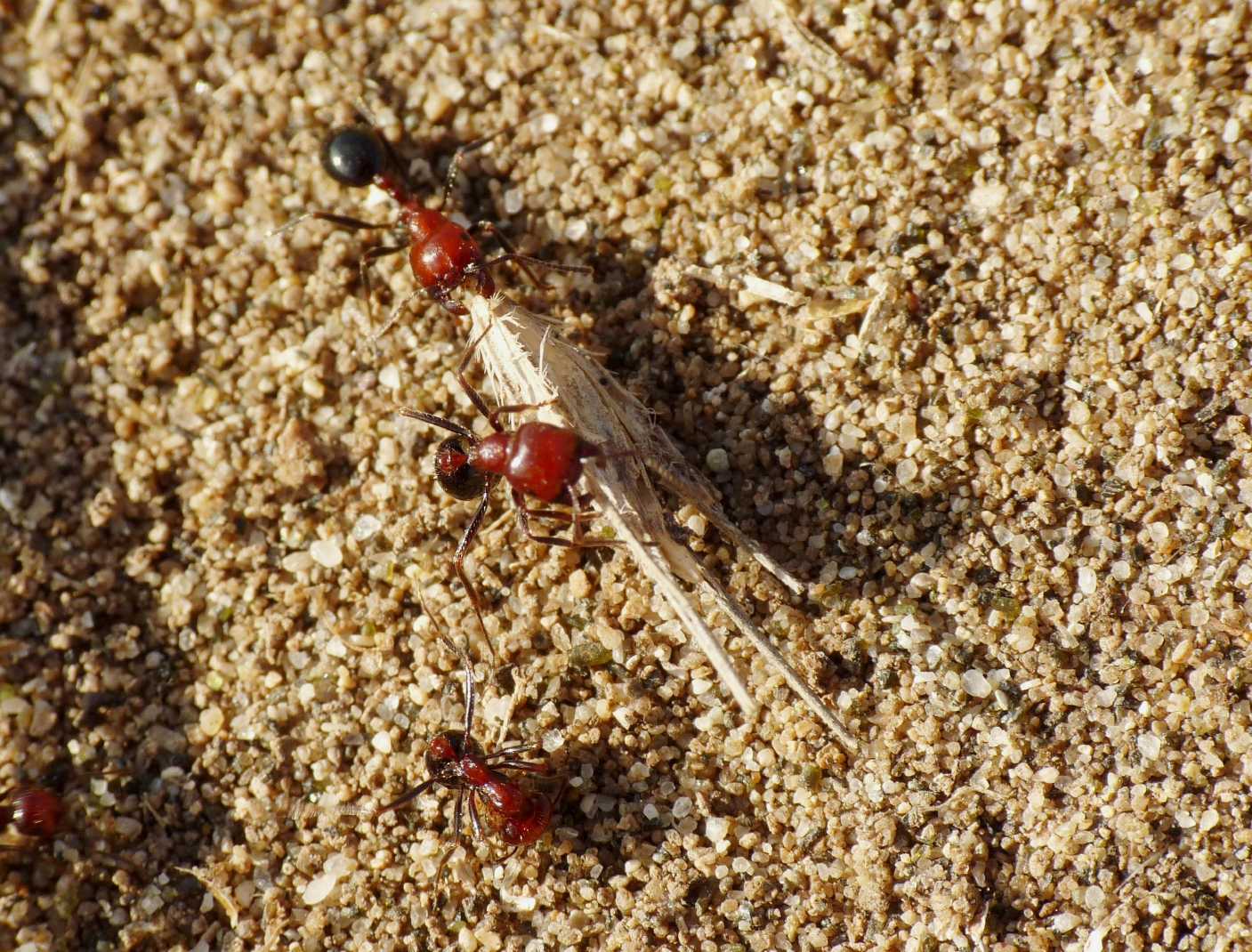 Le formiche dell''ingiustizia Messor minor (Formicidae)