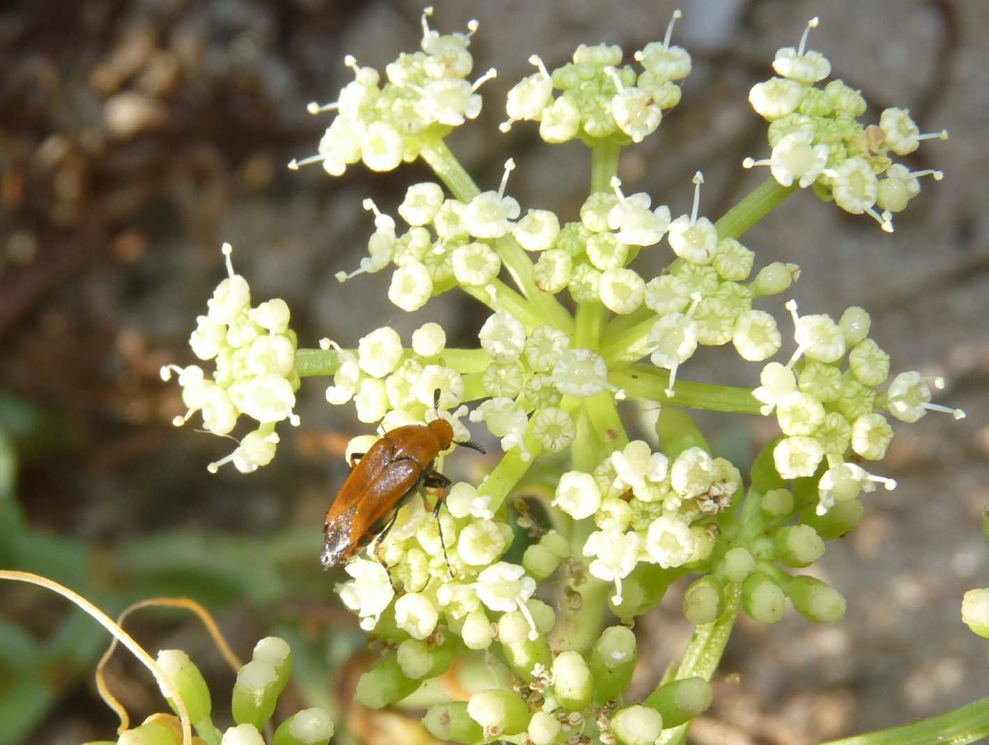 Mordellidae? No, Rhipiphoridae!!!