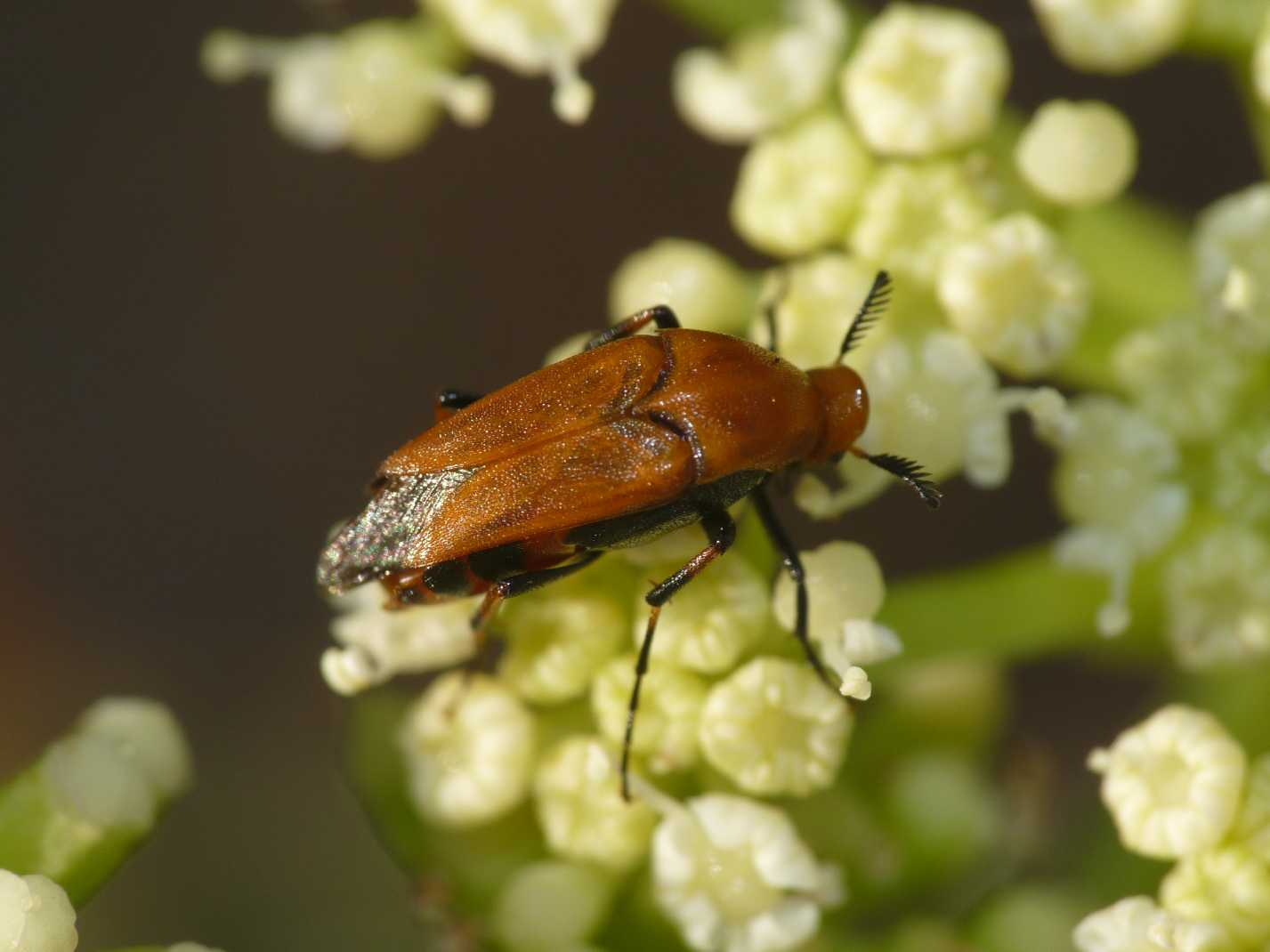 Antenne a candelabro per Ripiphorus subdipterus