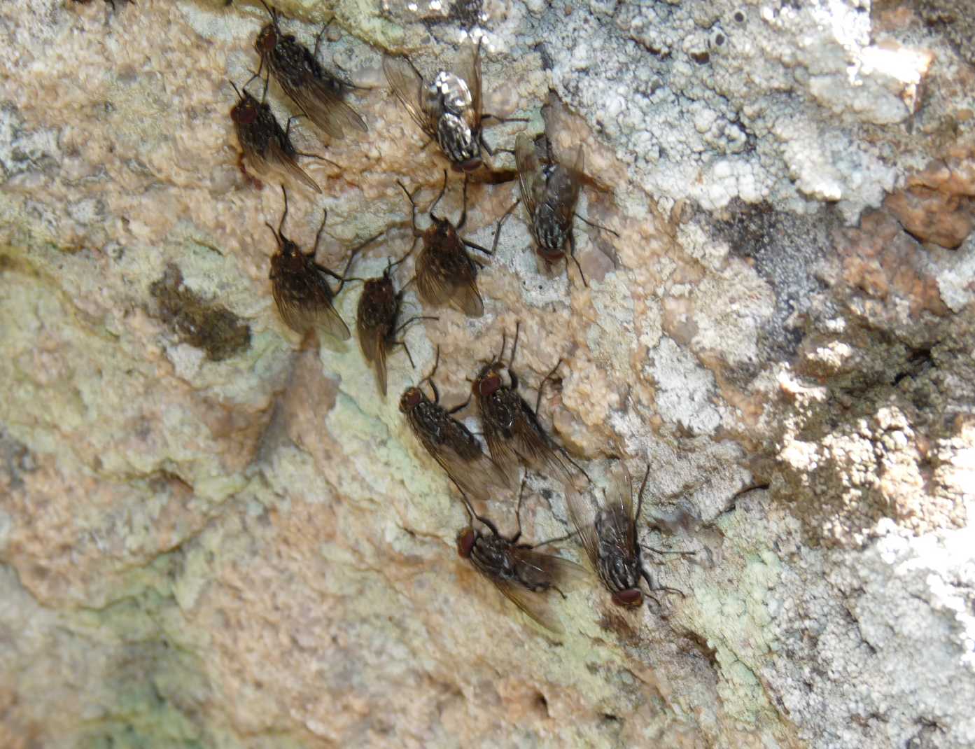 Polietes meridionalis che si riparano dal freddo?