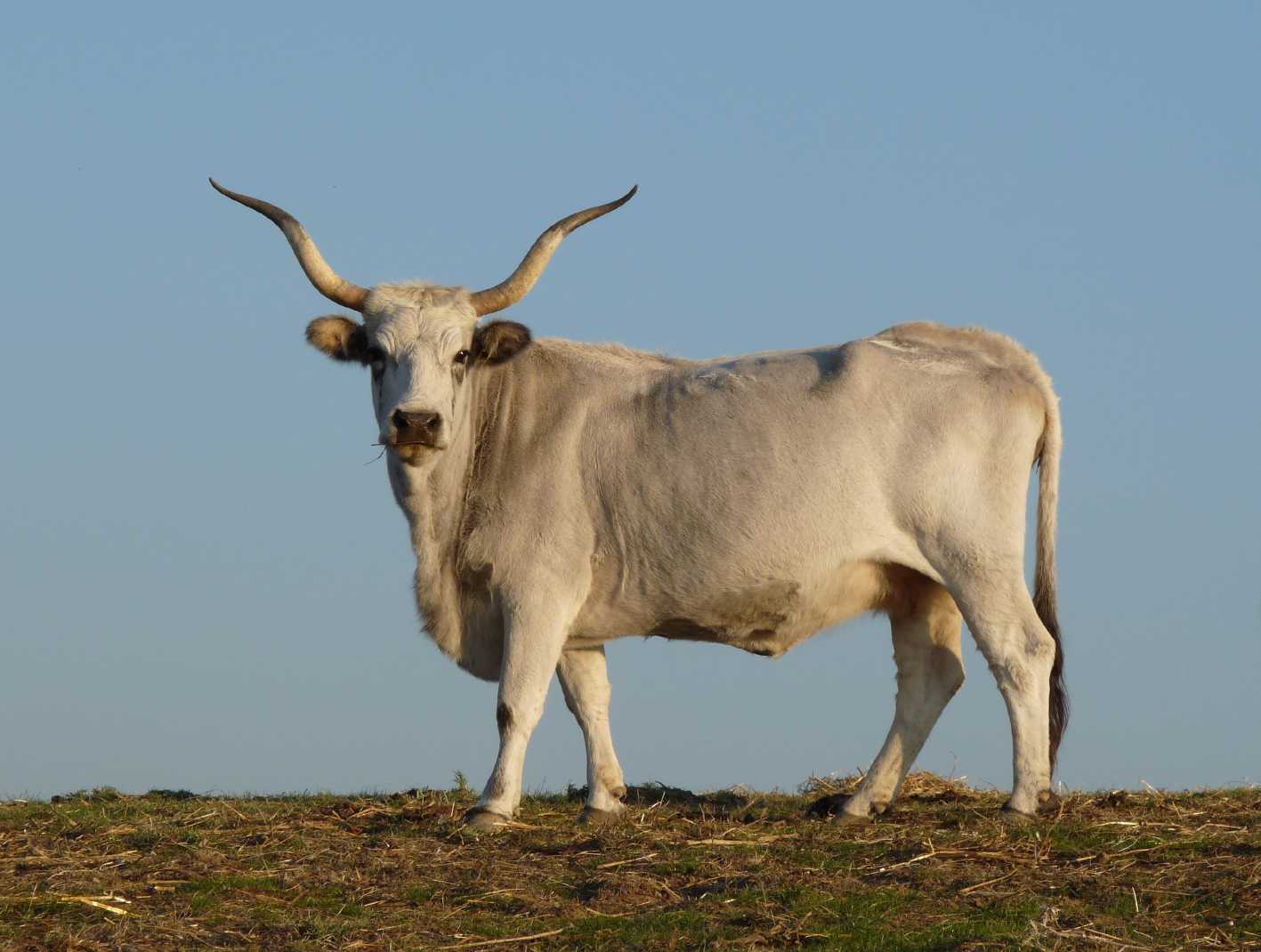 Animali al pascolo
