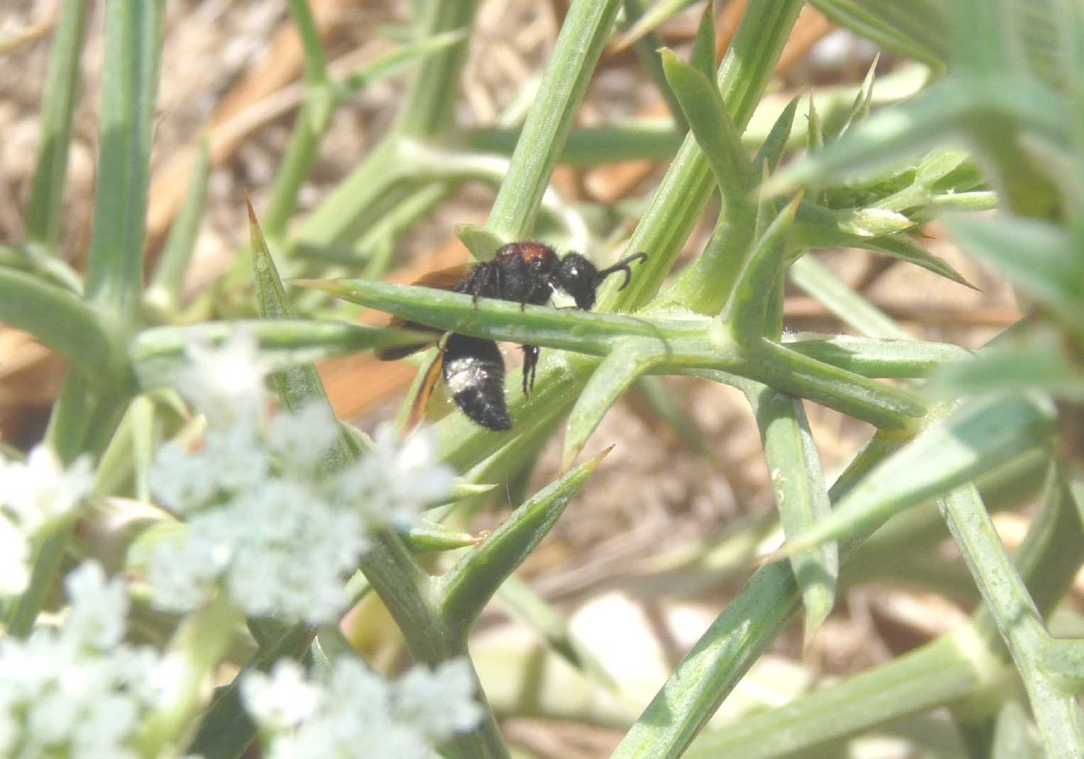 Ronisia ghilianii ♂ (Mutillidae)