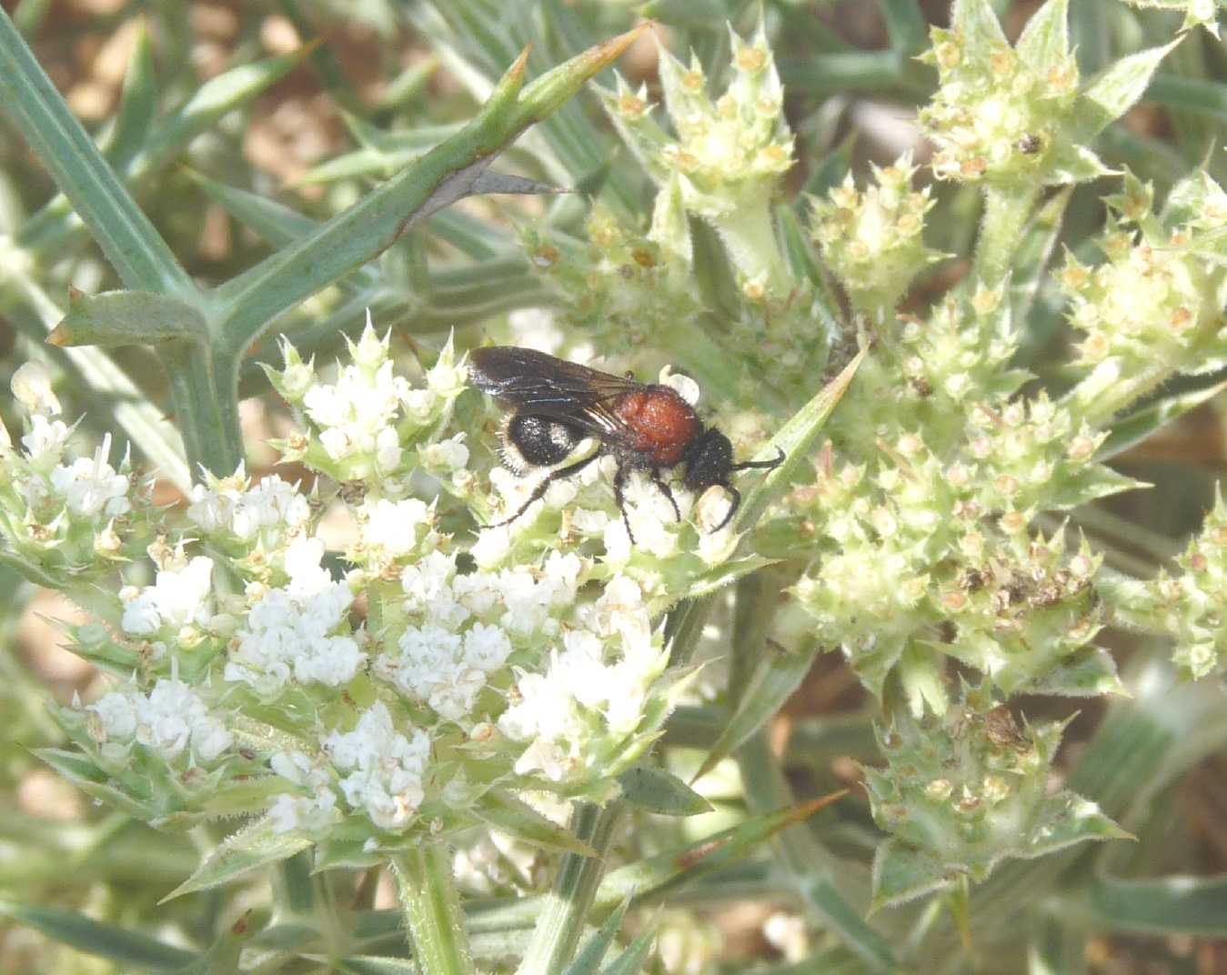 Ronisia ghilianii ♂ (Mutillidae)