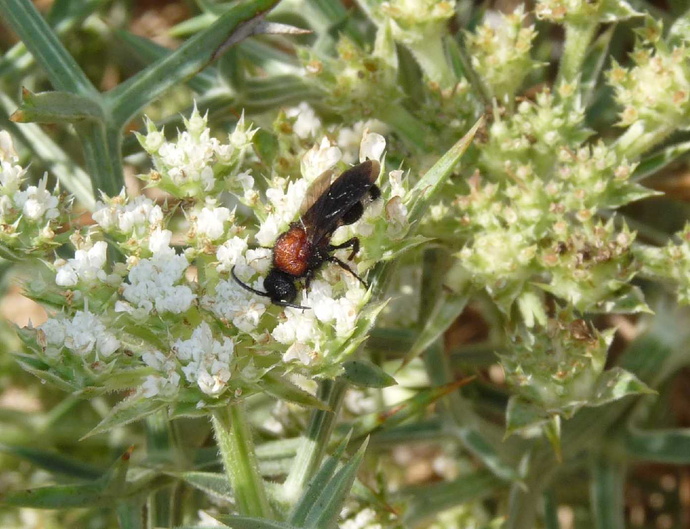 Ronisia ghilianii ♂ (Mutillidae)