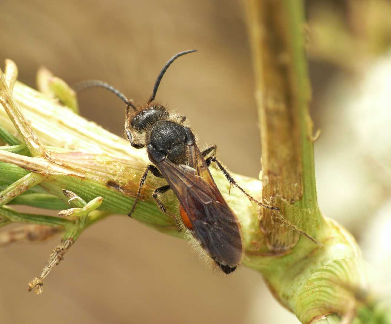 Maschio di Mutillidae