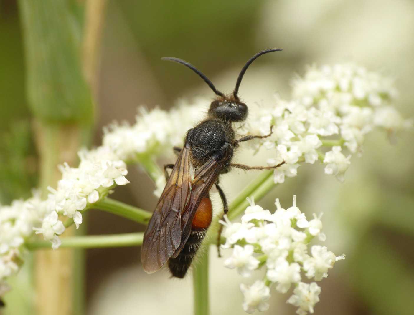 Maschio di Mutillidae