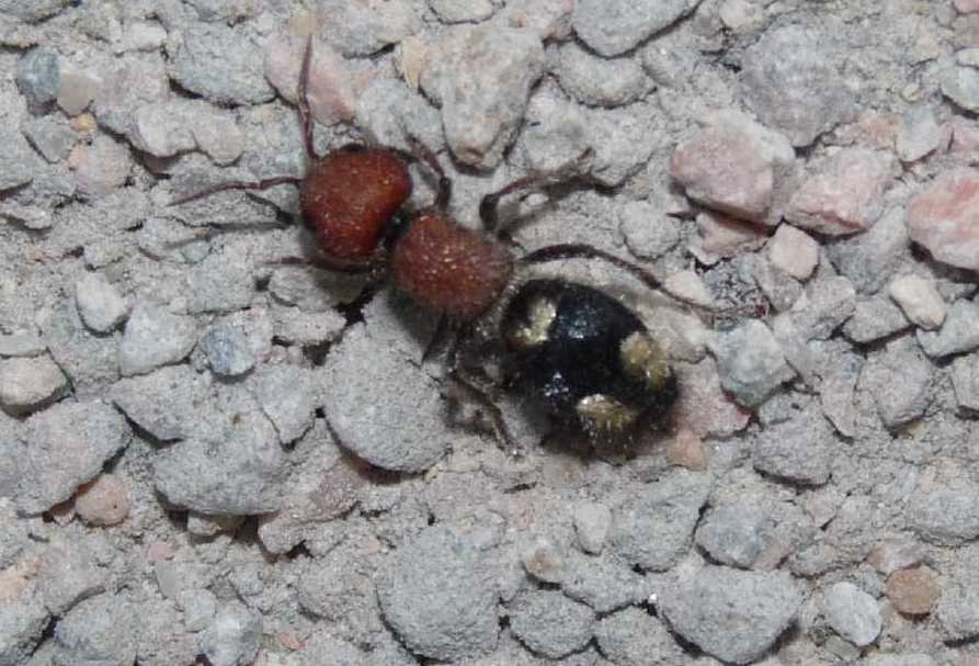 Mutillidae da determinare