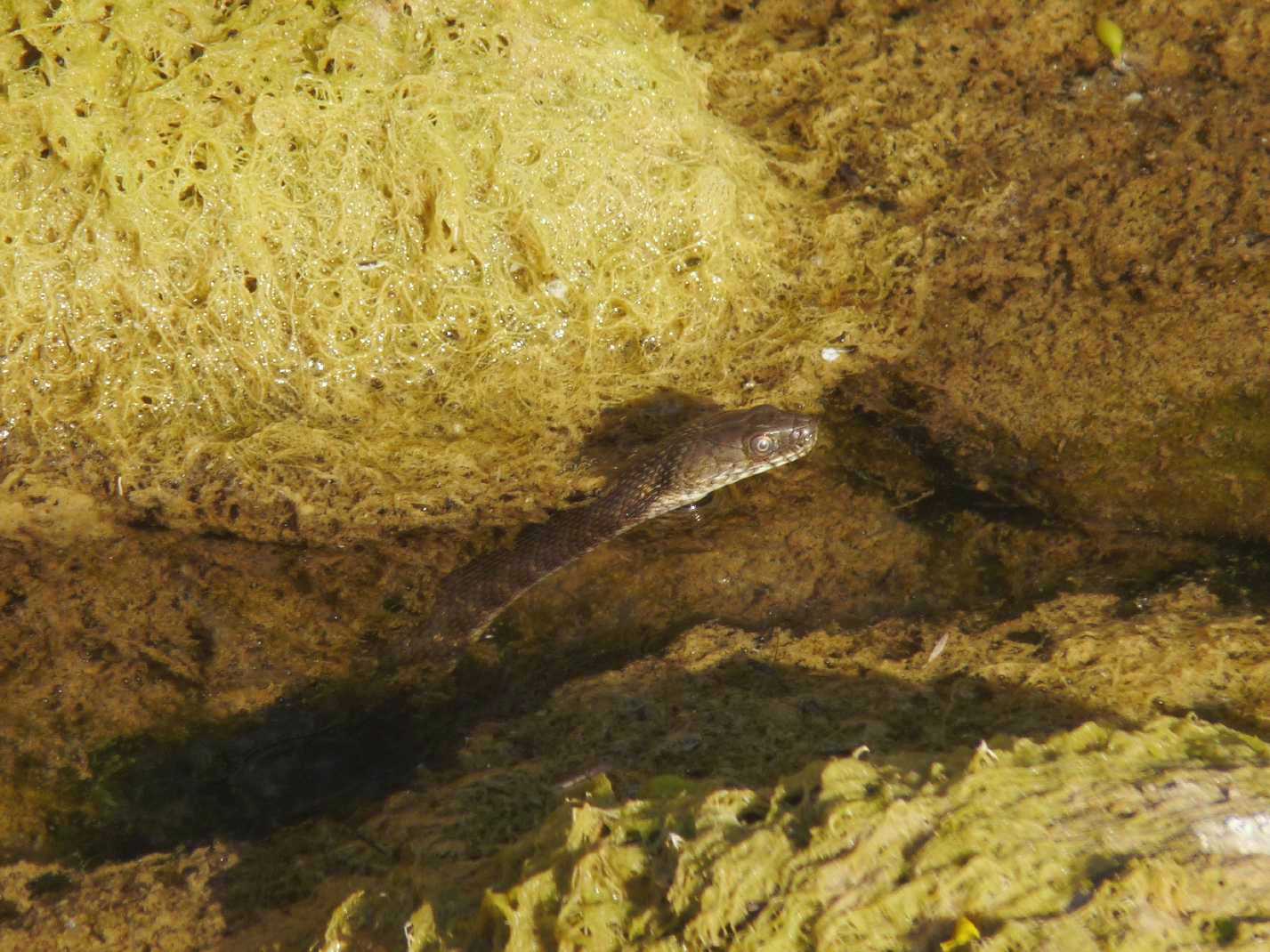 Natrix? S. Natrix tessellata