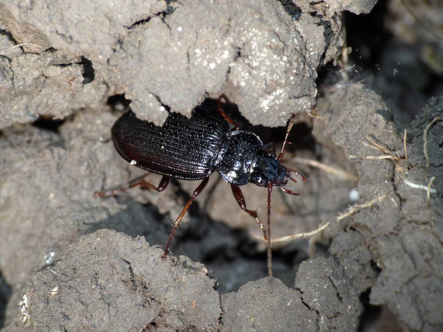 Nebria brevicollis