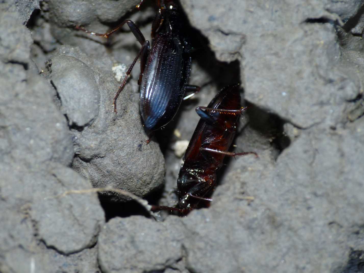 Nebria brevicollis