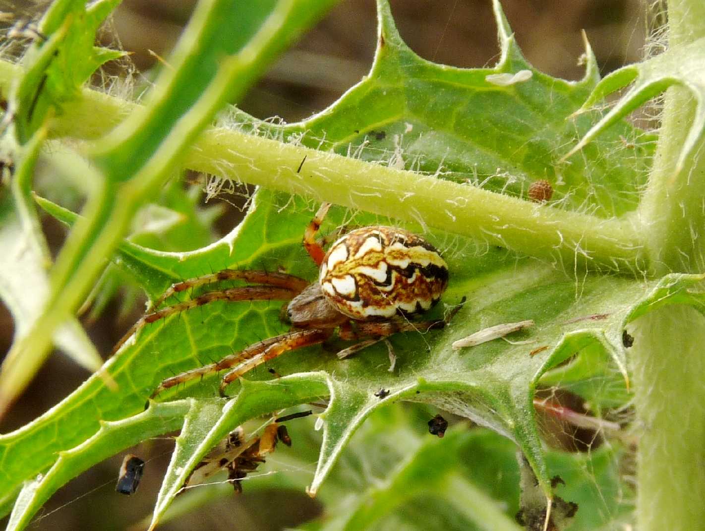 Due domande: una facile; l''altra meno (nidiata di Araneidae)