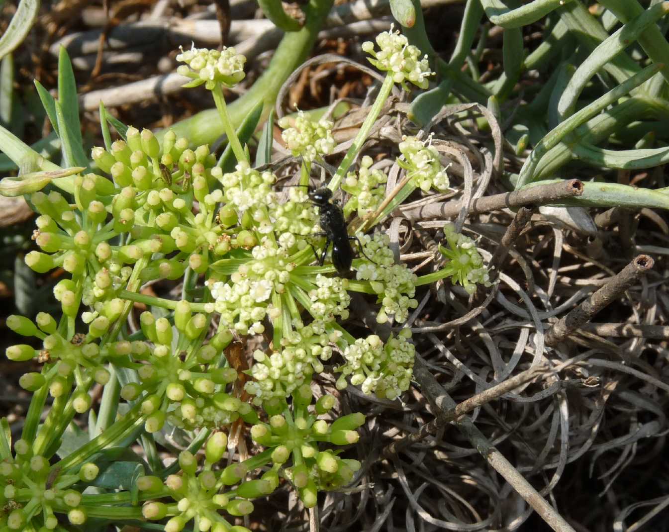 Crabronidae tutto nero