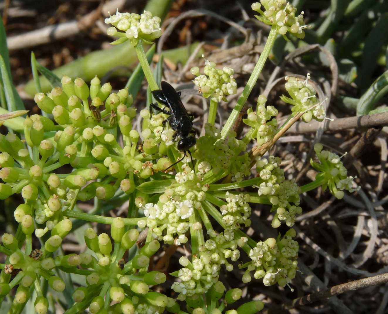 Crabronidae tutto nero